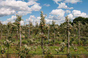Apfelplantage vor Kraftwerk