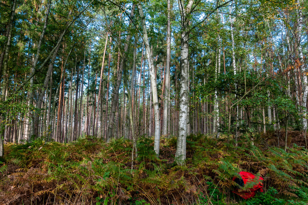 Kiefernwald mit Birken, Farn und roter Jacke im Vordergrund